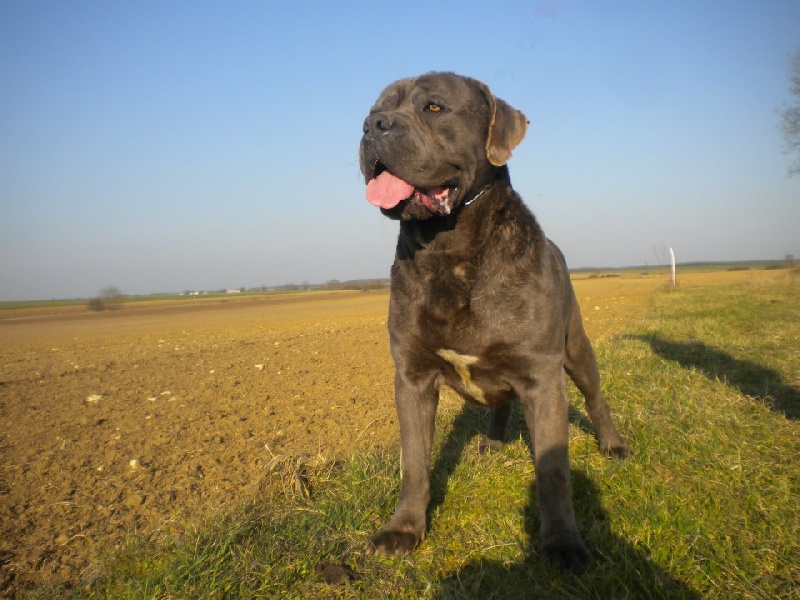 Publication : della Dea Vita Auteur : laetitia