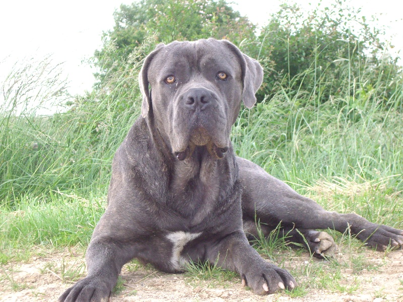 Publication : della Dea Vita Auteur : laetitia