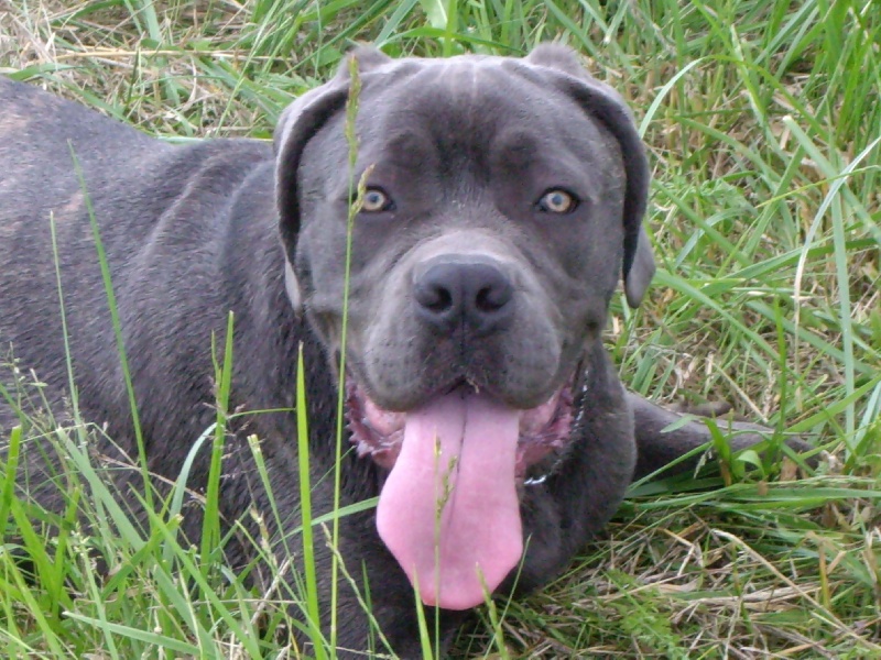 Publication : della Dea Vita Auteur : laetitia