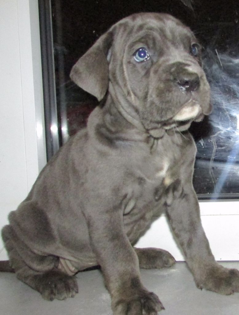 CHIOT