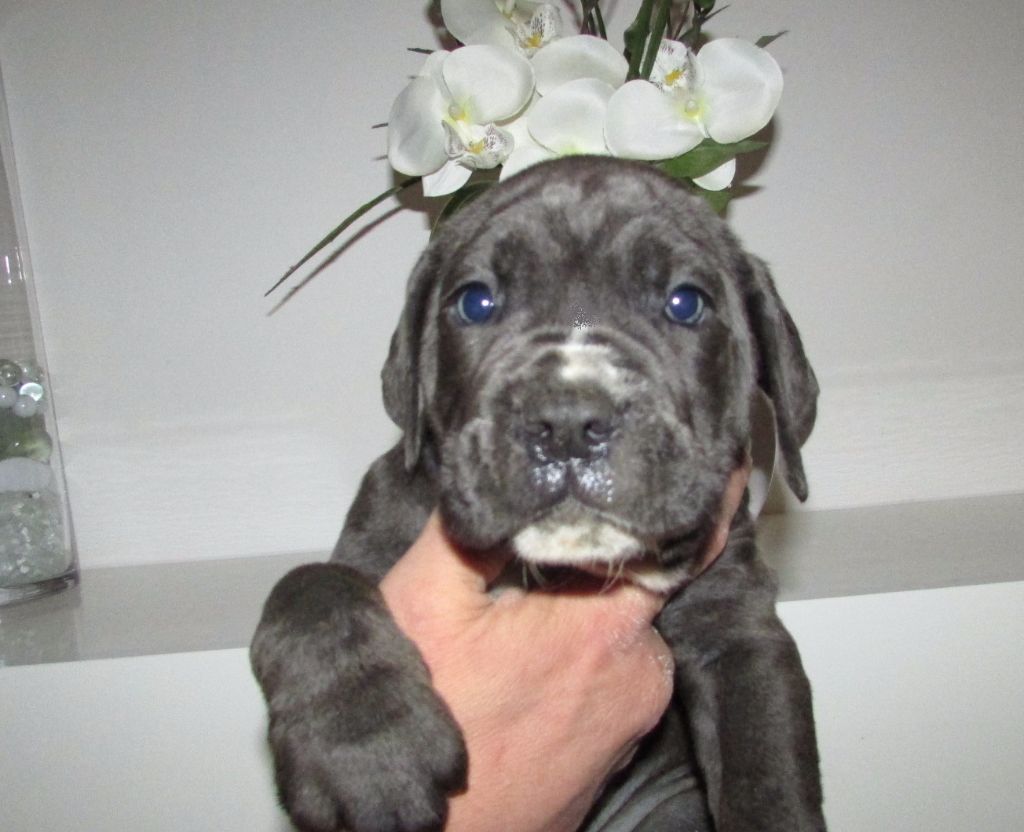 CHIOT