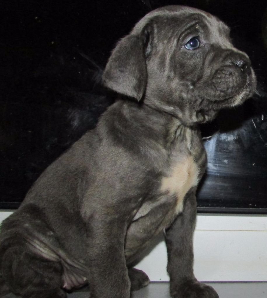 CHIOT