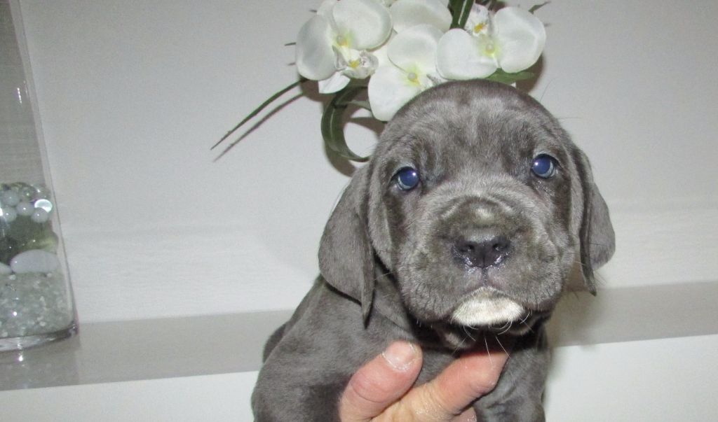 CHIOT