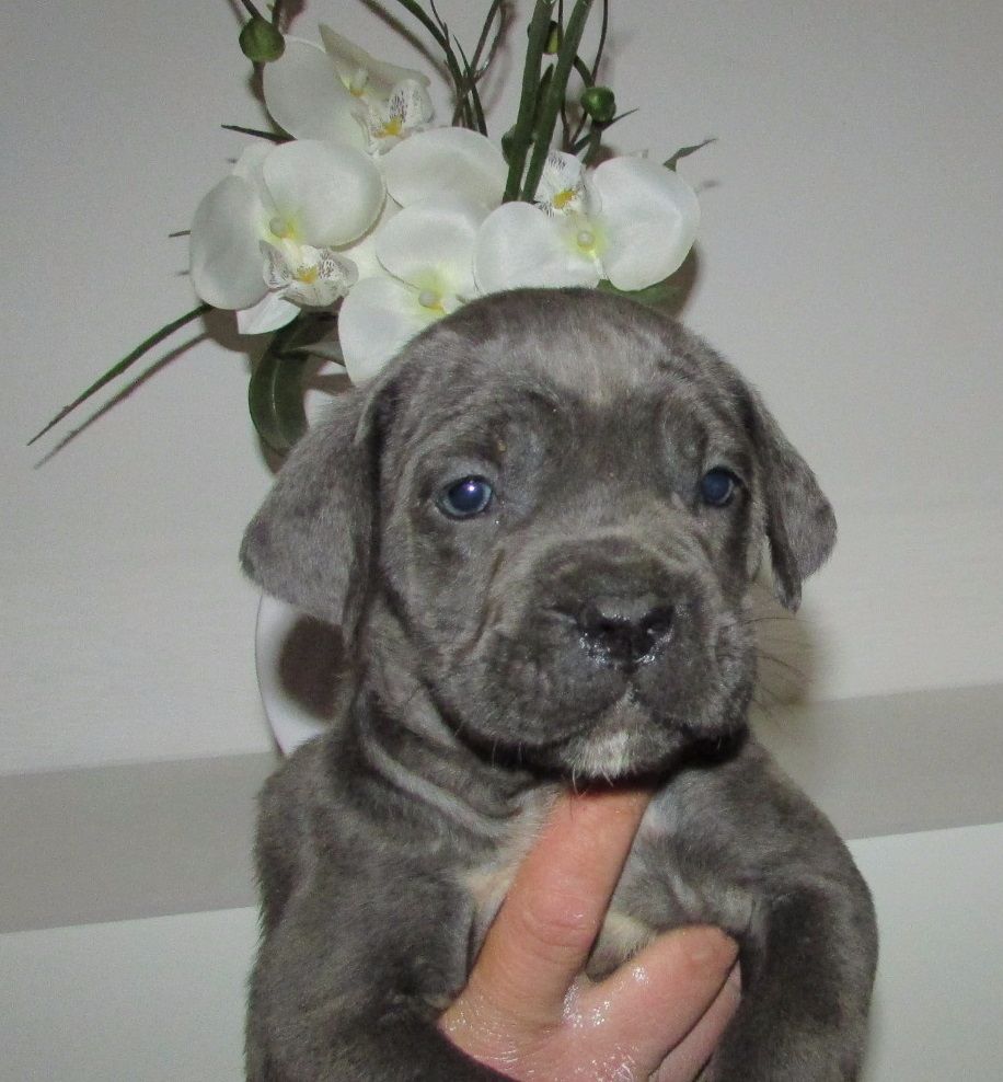 CHIOT