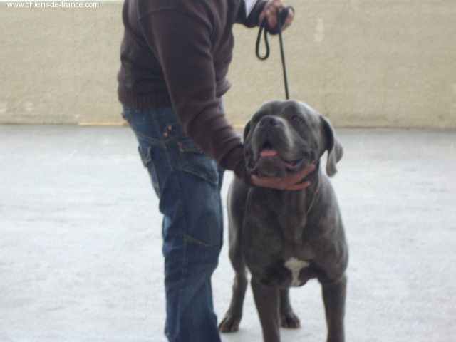 Blue boss hd aa (Sans Affixe) - 2 eme excellent rcacs