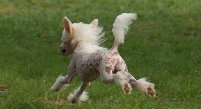 Publication : du domaine de Cha Su Bao Auteur : Laurette B.