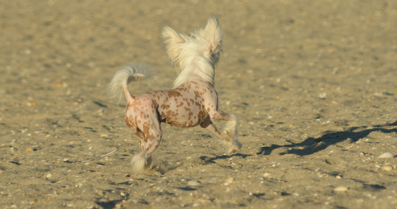 Publication : du domaine de Cha Su Bao Auteur : Laurette B.