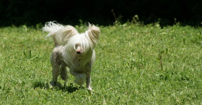 Publication : du domaine de Cha Su Bao Auteur : Laurette B.