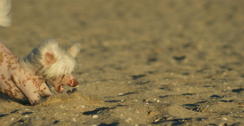 Publication : du domaine de Cha Su Bao Auteur : Laurette B.