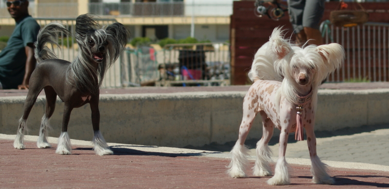 Publication : du domaine de Cha Su Bao Auteur : Laurette B.
