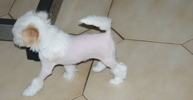 Publication : du domaine de Cha Su Bao Auteur : Laurette B.