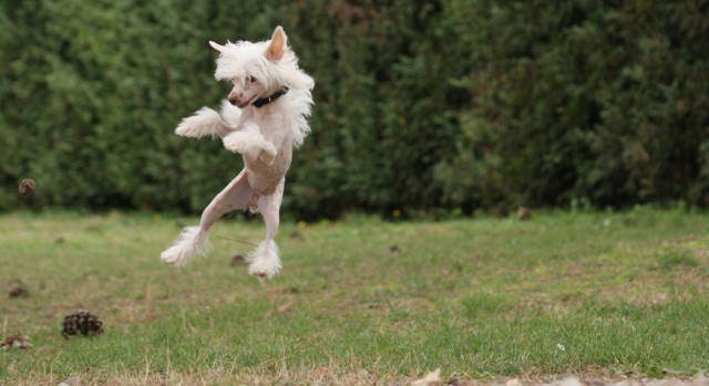 Publication : du domaine de Cha Su Bao Auteur : Laurette B.