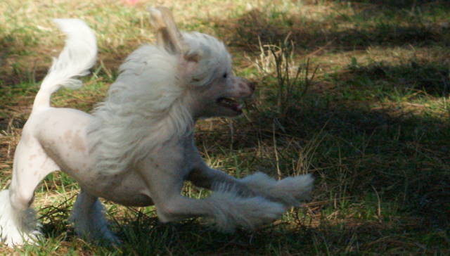 Publication : du domaine de Cha Su Bao Auteur : Laurette B.