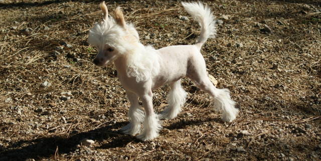 Publication : du domaine de Cha Su Bao Auteur : Laurette B.