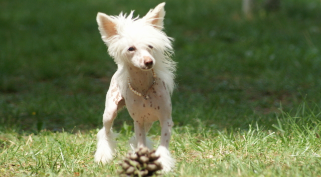 Publication : du domaine de Cha Su Bao Auteur : Laurette B.