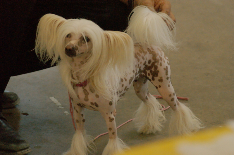 Publication : du domaine de Cha Su Bao Auteur : Laurette B.