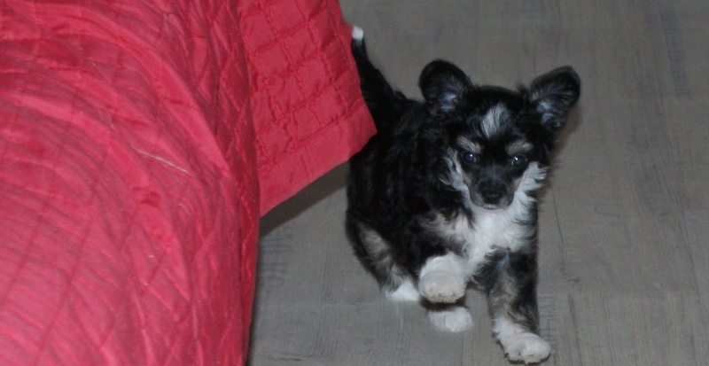 Publication : du domaine de Cha Su Bao Auteur : Laurette B.