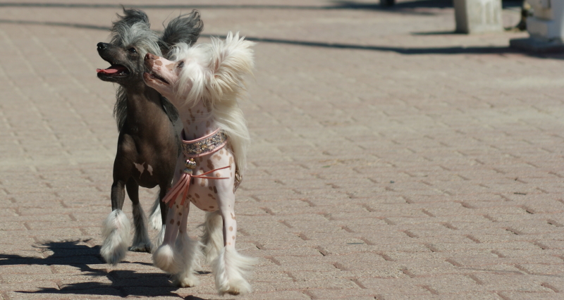 Publication : du domaine de Cha Su Bao Auteur : Laurette B.