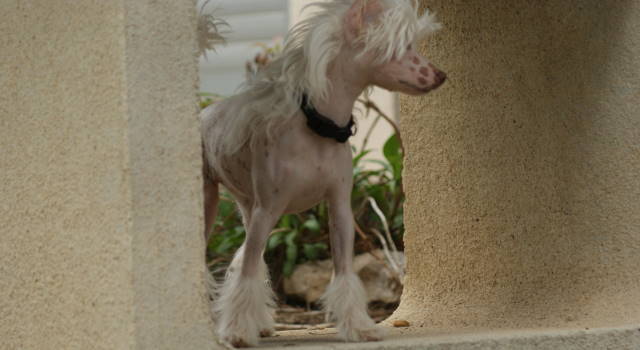 Publication : du domaine de Cha Su Bao Auteur : Laurette B.