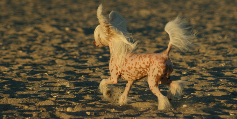 Publication : du domaine de Cha Su Bao Auteur : Laurette B.