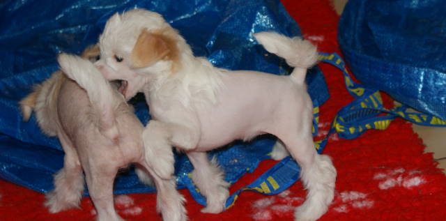 Publication : du domaine de Cha Su Bao Auteur : Laurette B.