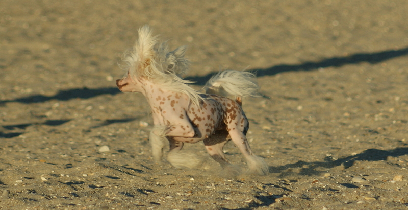 Publication : du domaine de Cha Su Bao Auteur : Laurette B.