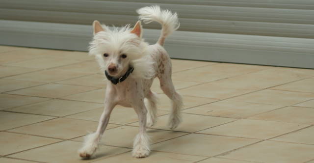 Publication : du domaine de Cha Su Bao Auteur : Laurette B.