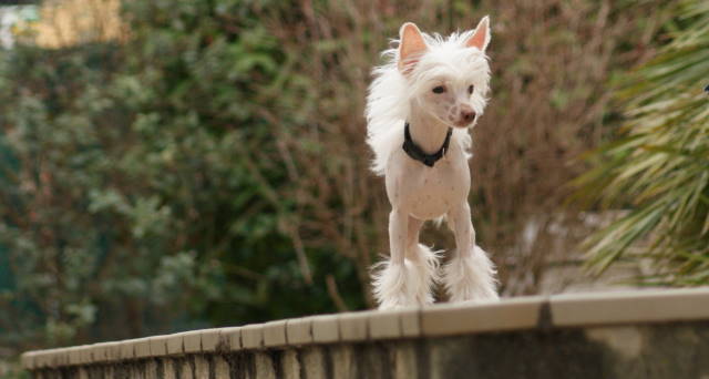 Publication : du domaine de Cha Su Bao Auteur : Laurette B.