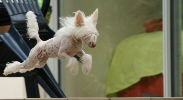 Publication : du domaine de Cha Su Bao Auteur : Laurette B.