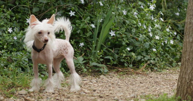 Publication : du domaine de Cha Su Bao Auteur : Laurette B.