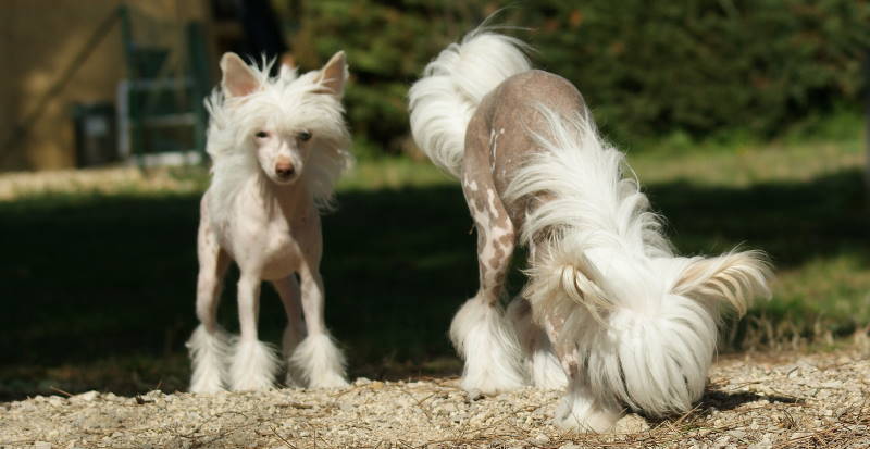 Publication : du domaine de Cha Su Bao Auteur : Laurette B.