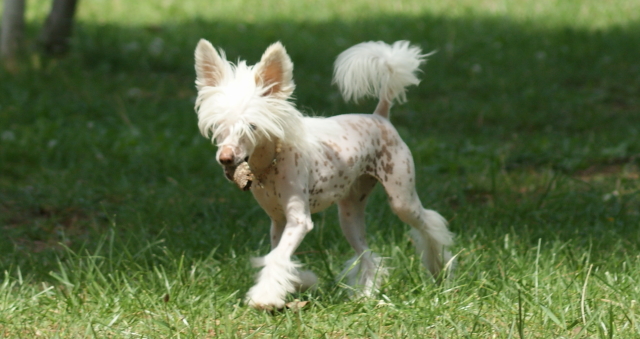 Publication : du domaine de Cha Su Bao Auteur : Laurette B.