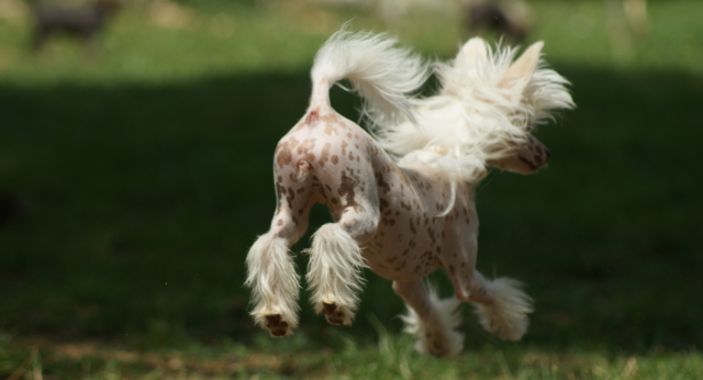 Publication : du domaine de Cha Su Bao Auteur : Laurette B.