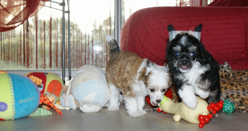 Publication : du domaine de Cha Su Bao Auteur : Laurette B.