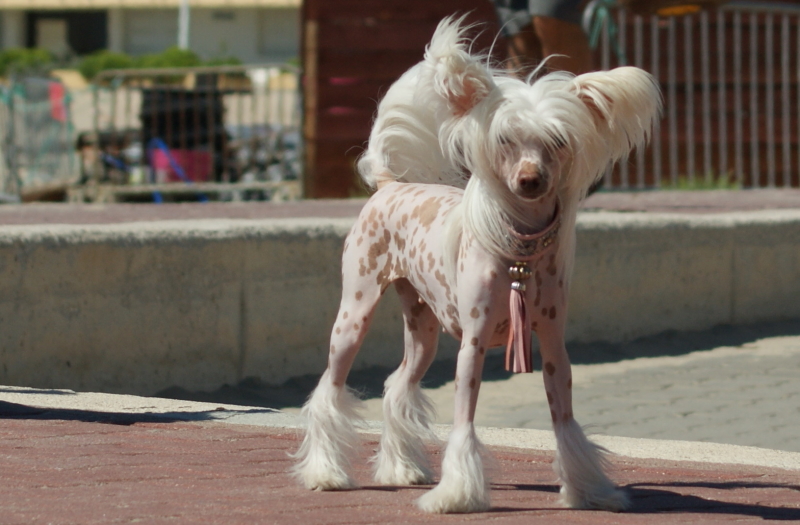 Publication : du domaine de Cha Su Bao Auteur : Laurette B.