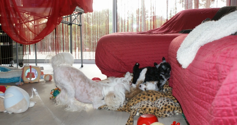 Publication : du domaine de Cha Su Bao Auteur : Laurette B.