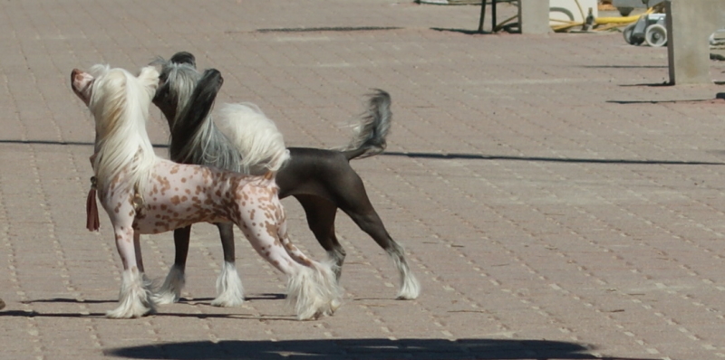 Publication : du domaine de Cha Su Bao Auteur : Laurette B.