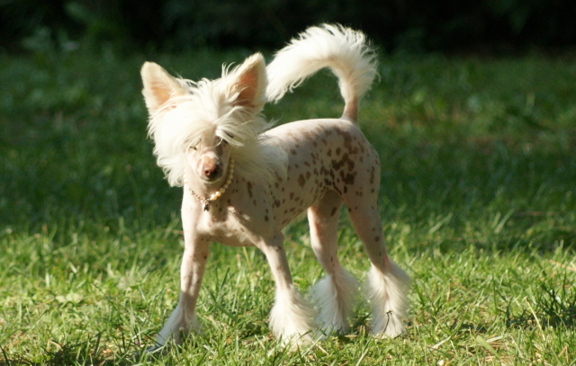 Publication : du domaine de Cha Su Bao Auteur : Laurette B.