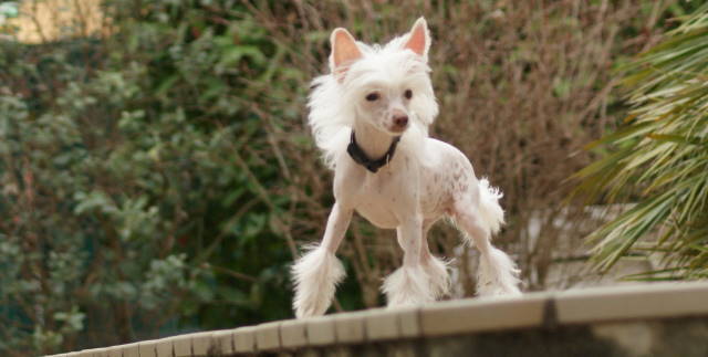 Publication : du domaine de Cha Su Bao Auteur : Laurette B.