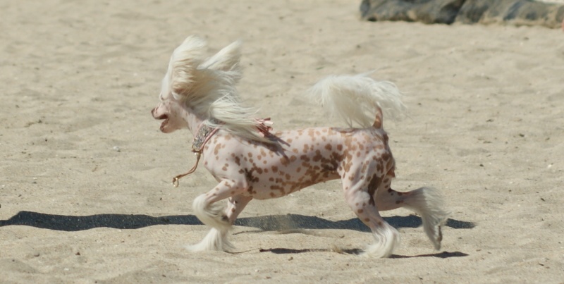 Fantastic miss falbala du domaine de Cha Su Bao - 1er excellent Meilleur Jeune