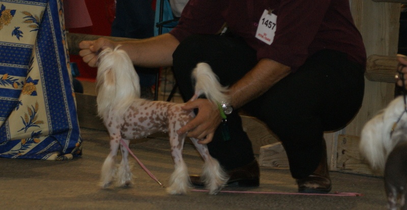 Fantastic miss falbala du domaine de Cha Su Bao - 1er excellent CACS