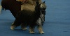Estrella du domaine de Cha Su Bao - 1er très Prometteur - Meilleur de Race Puppy