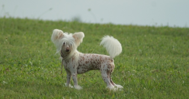 Fantastic miss falbala du domaine de Cha Su Bao - 1ère excellent CACS RCACIB