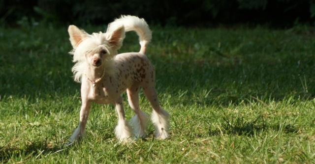 Fantastic miss falbala du domaine de Cha Su Bao - très prometteur