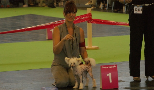 Fantastic miss falbala du domaine de Cha Su Bao - 1er très prometteur