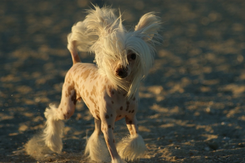 Fantastic miss falbala du domaine de Cha Su Bao - 1er excellent CACS RCACIB