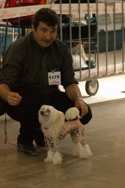 Fantastic miss falbala du domaine de Cha Su Bao - 1er excellent CACS CACIB