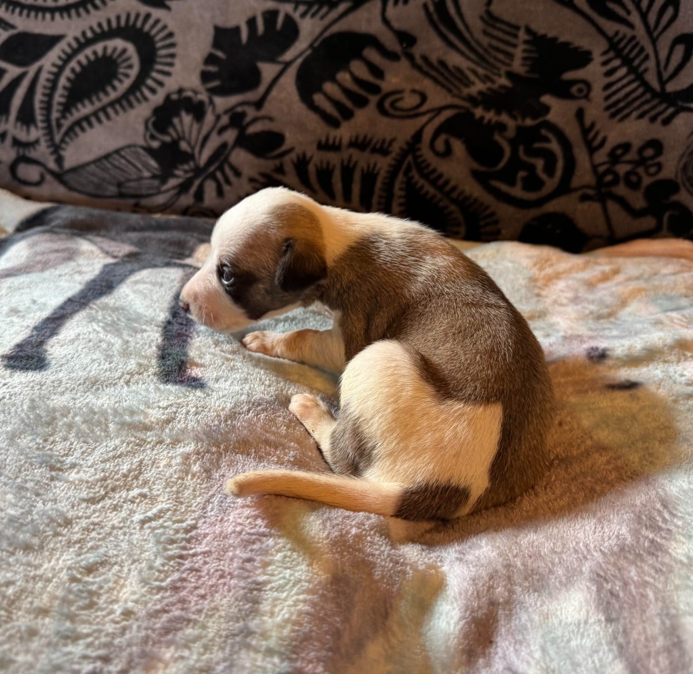 Be Valentino des pierres de jade