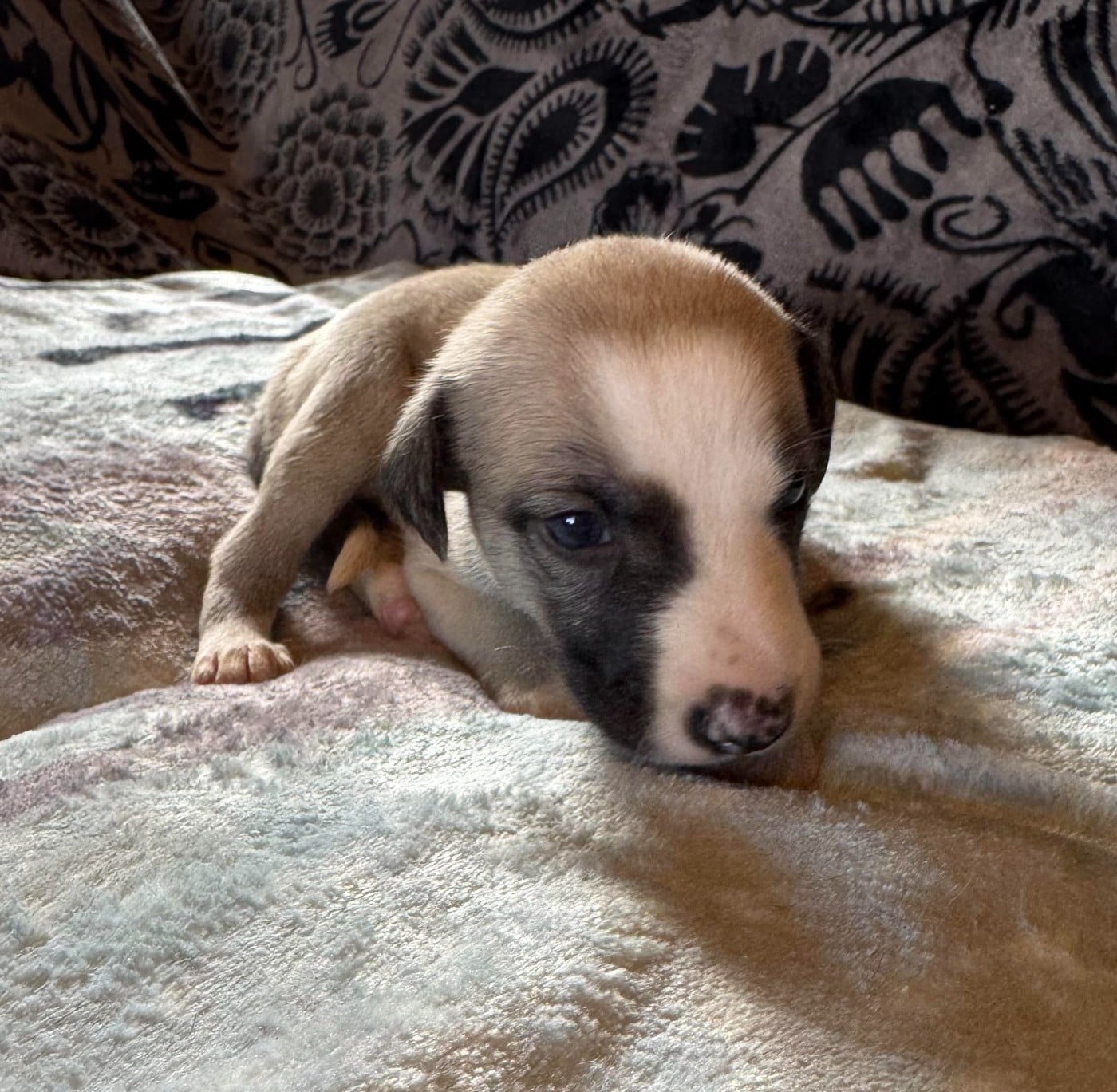 Be Yves Saint Laurent des pierres de jade