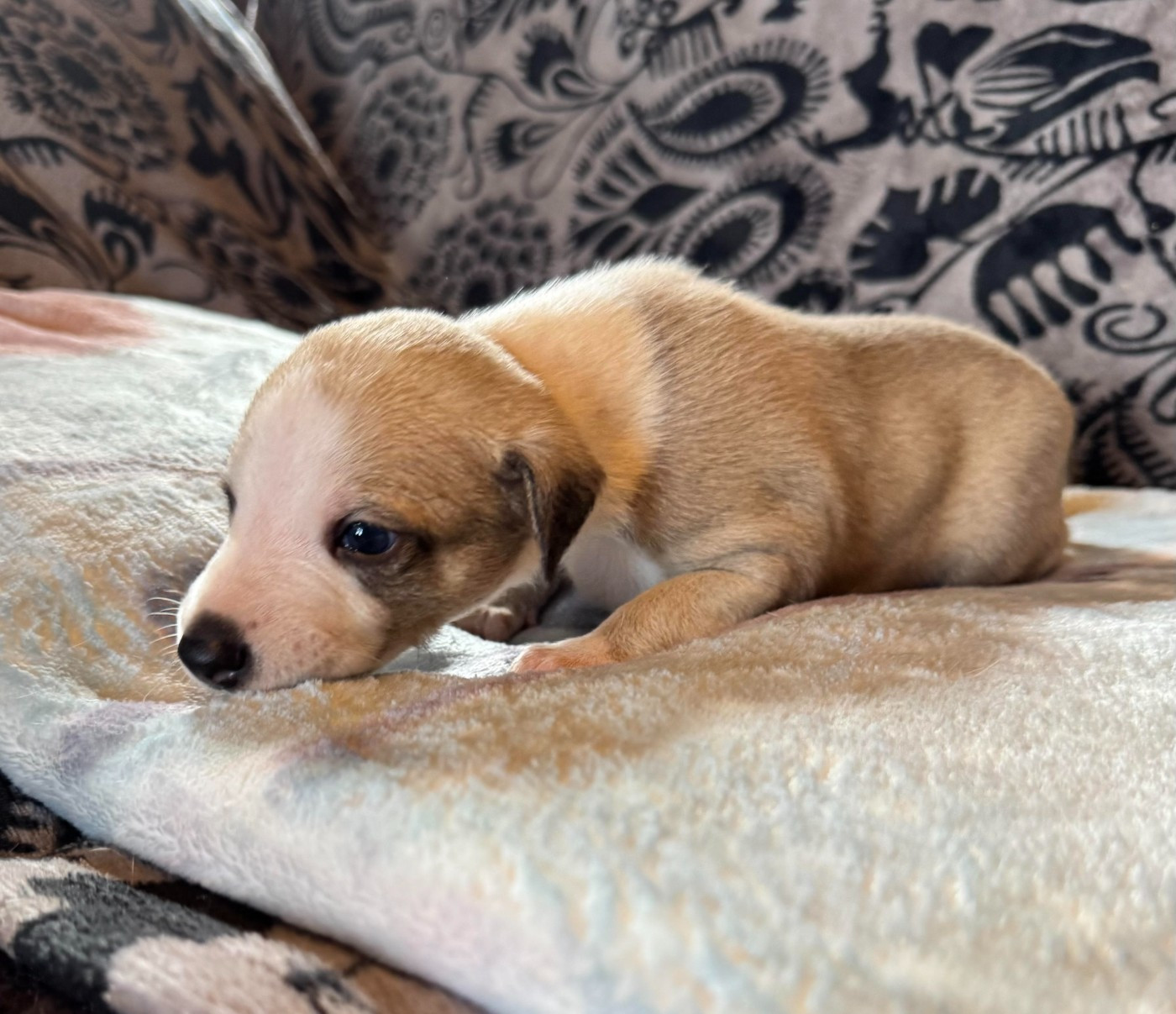 be Louis Vuitton des pierres de jade